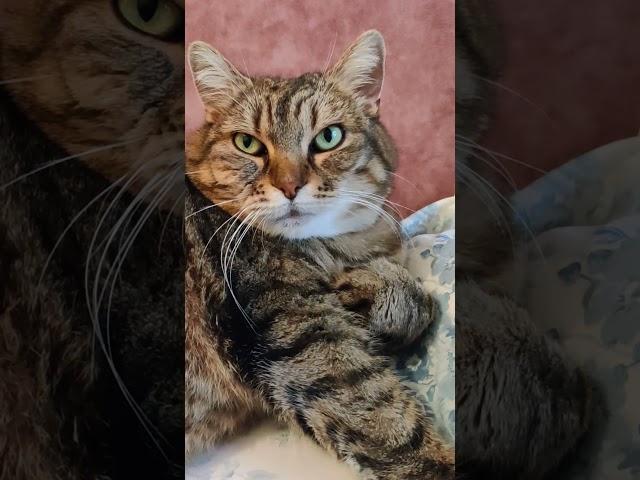 Не переживайте! #cat #cats #catlove #catlovers #funny #funnyvideo #котики #кошка #приколы #юмор