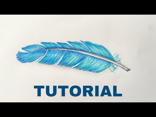 How To Draw A Feather | Color Pencil Tutorial