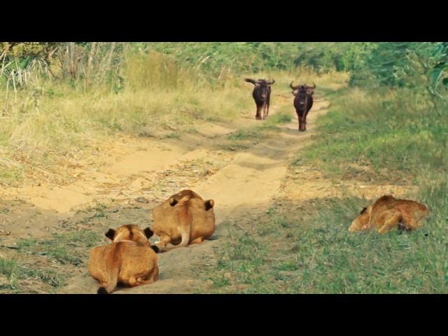 Wildebeest Walks Right Into Lions