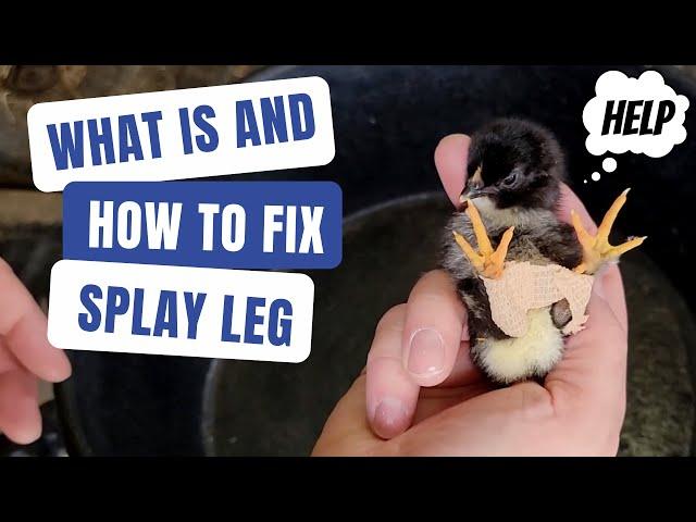 How to Treat Splayed Leg in Baby Birds | Splay Leg Fix