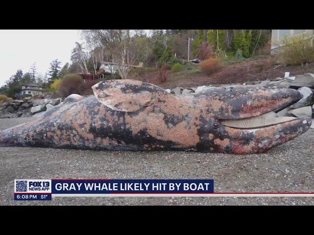 Necropsy: Gray whale washed up on Fox Island likely died from vessel hit | FOX 13 Seattle