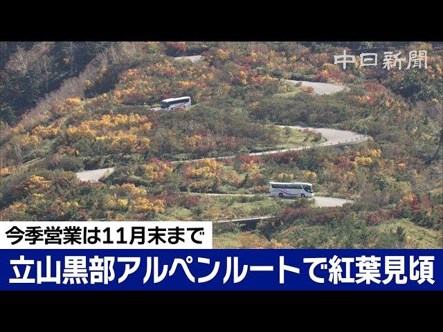 グネグネ道を彩る紅葉　立山黒部アルペンルートで見頃を迎える