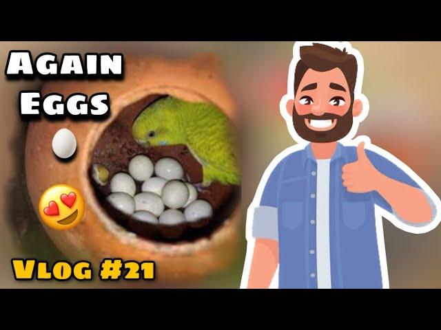 Budgies Nay Phir Say Eggs De Deye  - Daily Birds Vlog # 21 - Hamare Birds Vlogs