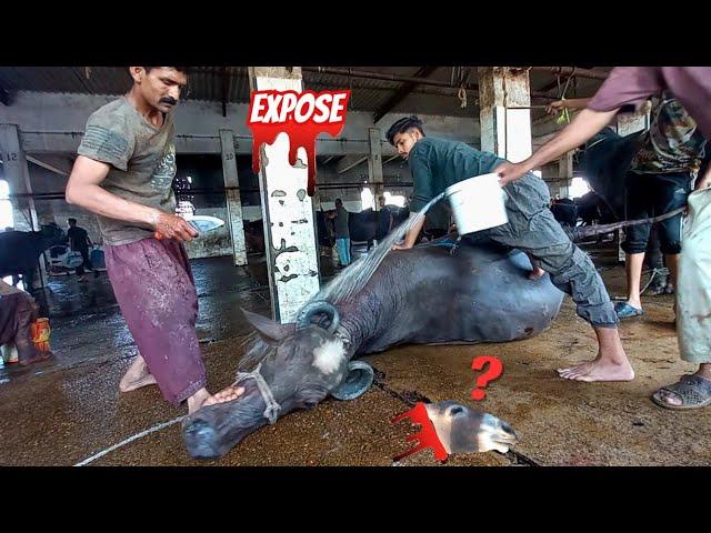 Asia Biggest Slaughter house in Karachi | Qasai To Ye hEn | Expose Biggest Beef Market Bhains Colony