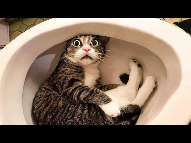 Funny Cats and Dogs Will Make You Laugh - Funny Animal Videos 2022