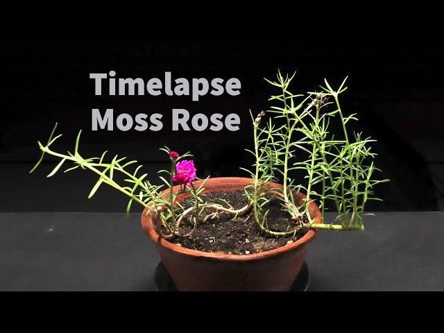 Moss Rose time lapse - 23 Days of growing