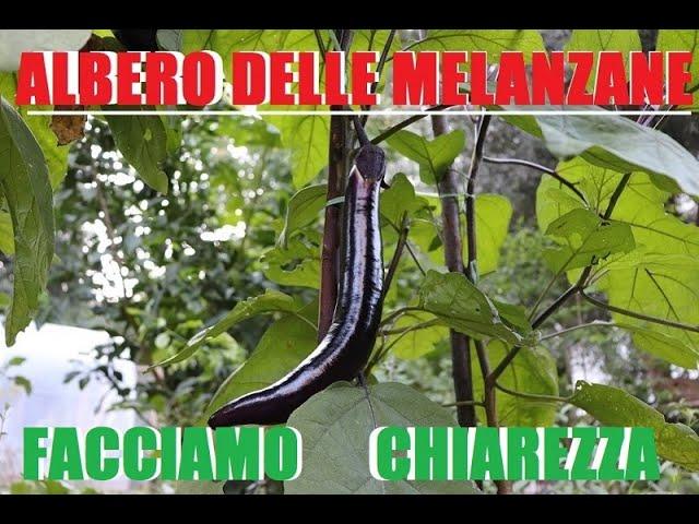 Albero delle melanzane e pomodori portainnesto mauritianum. facciamo chiarezza. Innesti  2019