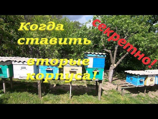 Моя пасека когда я ставлю вторые корпуса! Расширение для первого медосбора с черноклёна и акации!
