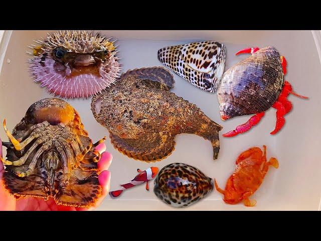 Find snails, hermit crabs, puffer fish, nemo fish, sea fish, crabs, fan shrimp, stonefish