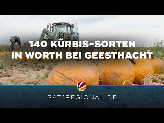 140 Kürbis-Sorten in Worth bei Geesthacht