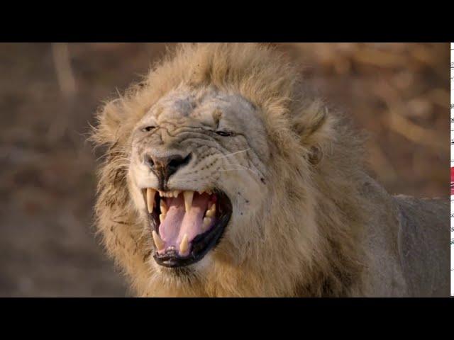 Wild Life - Lion Pride Documentary 2020 Full HD 1080p