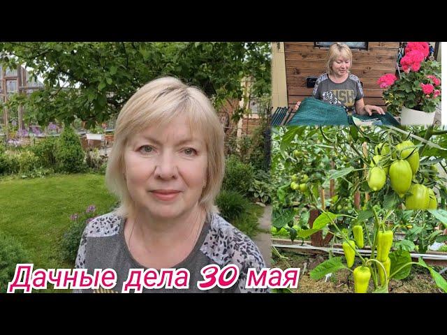 Аномальный май.То холод, то жара.Боремся с перегревом и засухой.ТОМАТЫ и ПЕРЕЦ обзор