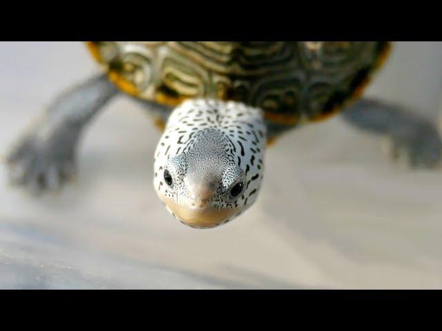 DIAMONDBACK TERRAPIN CARE - The Brackish Water Turtle | Collab with Jenny Gaines