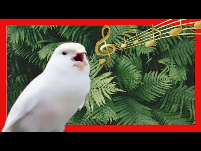 CANARY SINGING | THE BEST CANARY SINGING FOR TRAINING