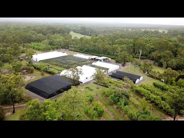 Bamboo Land Nursery Production