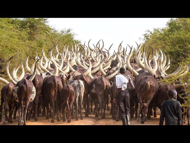 African Farmers Raise Millions Of Livestock This Way - African Farming