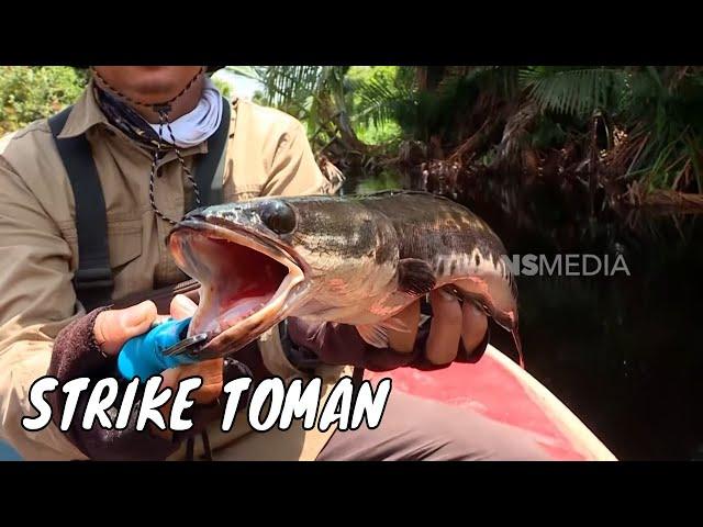 Battle Snakehead di Sungai Lintang Batang | MANCING MANIA STRIKE BACK (16/11/24) Part 1