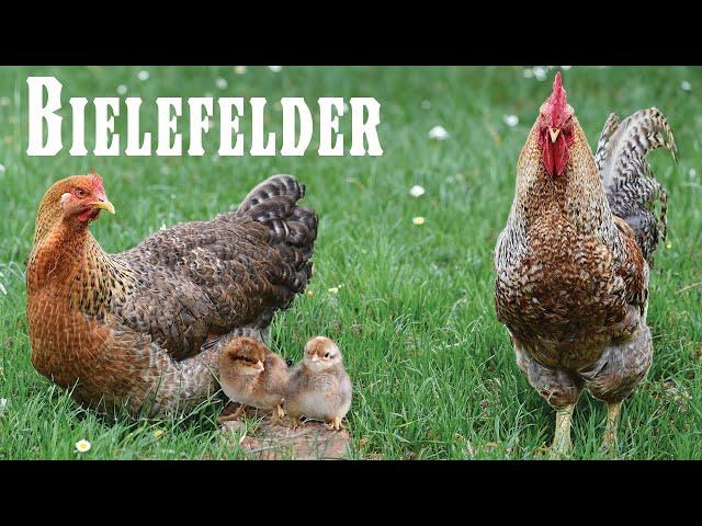 The best all-around bird: meet the Bielefelder chicken