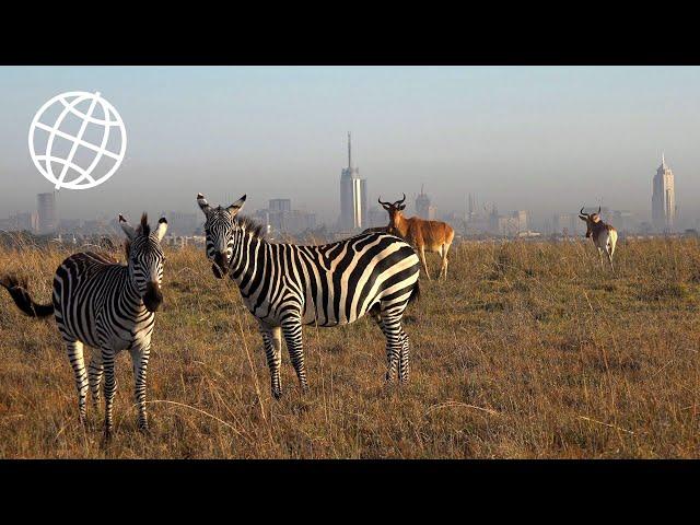 Nairobi National Park, Kenya  [Amazing Places 4K]