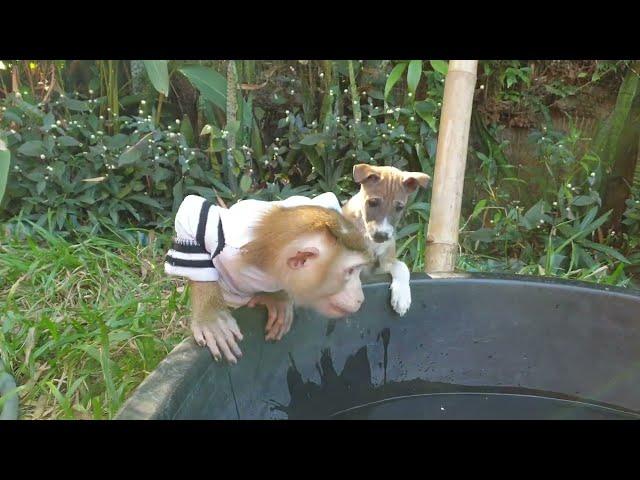 What lovely monkey Yoko and his friend little puppy