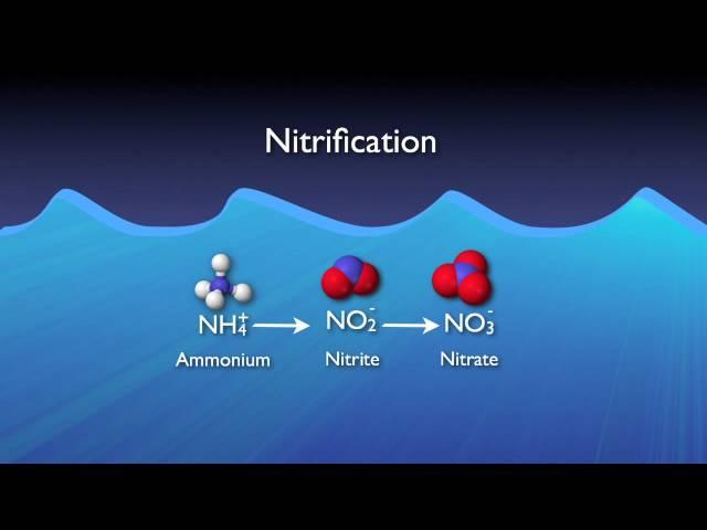 Nitrogen Removal Basics