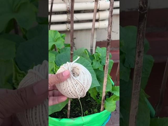 Organic Gardening/How To Make Vertical Trellis For Climbing Vegetable Plants #viral #youtubeshorts