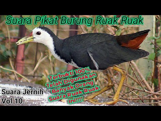 suara pikat ruak ruak paling ampuh 5 menit langsung... kruak kruak... (tanpa iklan)