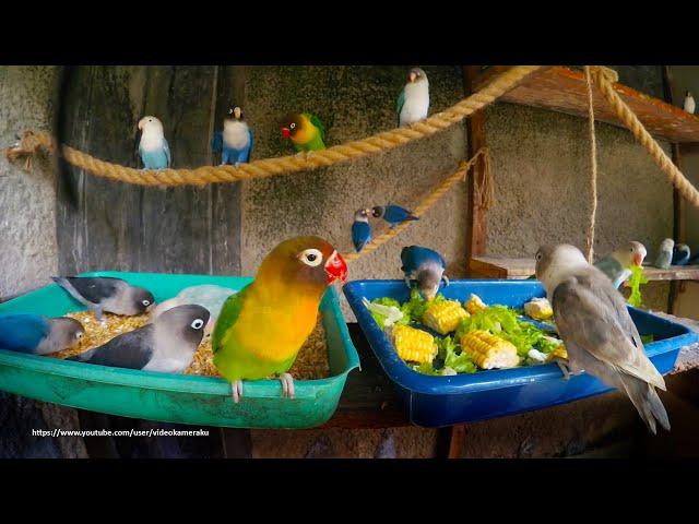 Lovebirds Mealtime - Corn and Lettuce - They love it