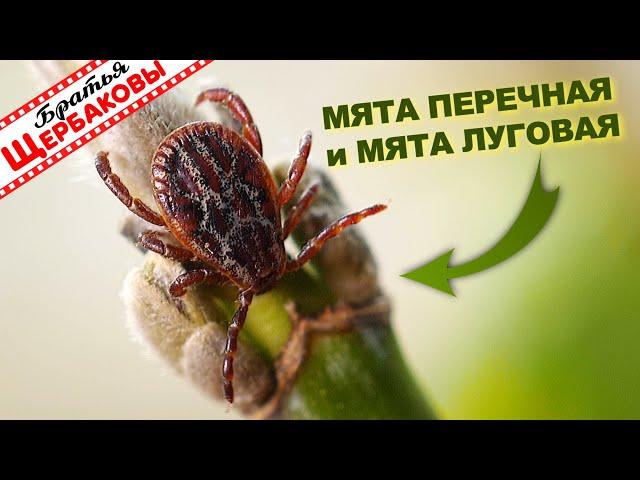 МЯТА ПЕРЕЧНАЯ и МЯТА ЛУГОВАЯ против КЛЕЩЕЙ! Тест...