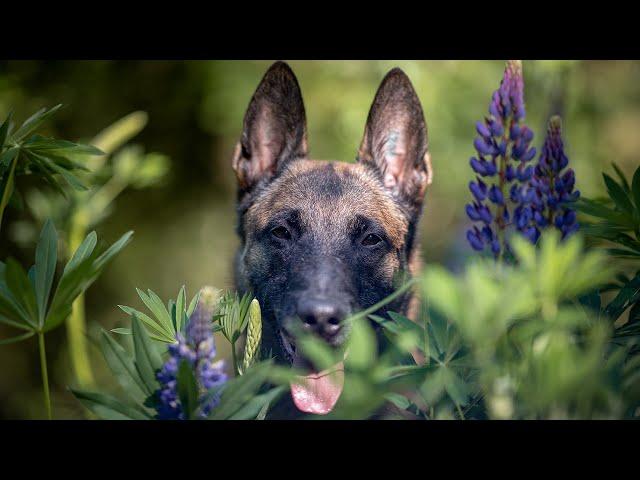 Haustierfotografie mit Tanja Brandt #CreateYourLight