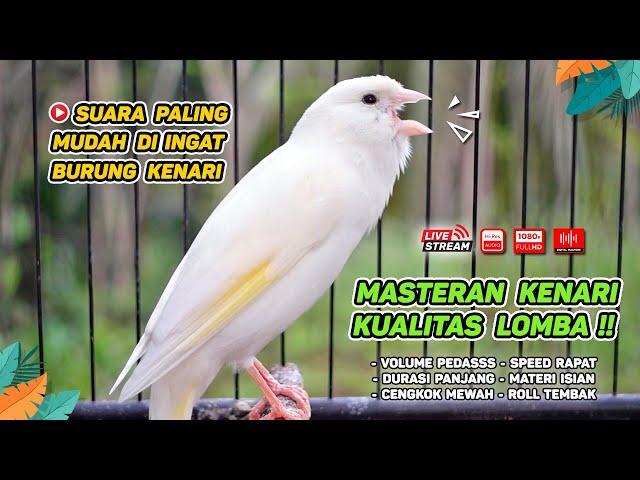 Kenari GACOR‼️ Masteran Burung Kenari PAUD dan Pancingan Kenari MACET BUNYI (EPISODE  1566)