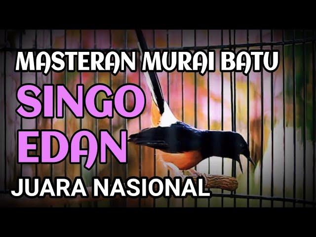 masteran murai batu singo edan juara 1 nasional 2024 piala raja