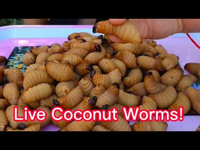 Ms Jin Su Live Coconut Worms Mukbang! #yummyfoods #mukbang #eat