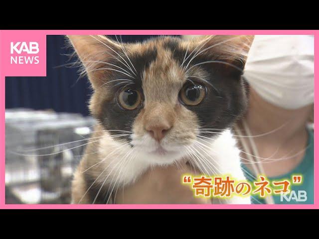 3万分の1の奇跡!?オスの三毛猫　熊本市で保護