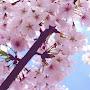 Cherry blossoms 🍒