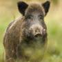 Boar Hog