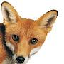 @beachfoxx