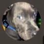 @Frankiebigbluepup