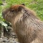 @Capybaraking344