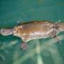 @Murphytheplatypus