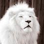 @lionlight777
