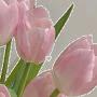@elafbader