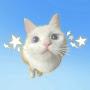 @cutestkitty