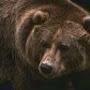 @MrBear351183