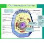 @Organoid48