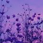 @x.One.Nature.Lover.x