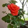 @tingtongpeekaboo8419