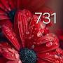 @anlu439