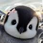 @FluffyPengu1nz