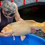 @thaicarp-fish-farm
